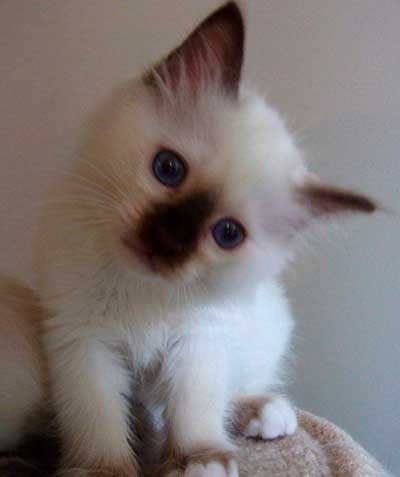 Very Cute Birman Kitten