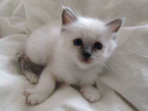 Very Cute Little Birman Kitten