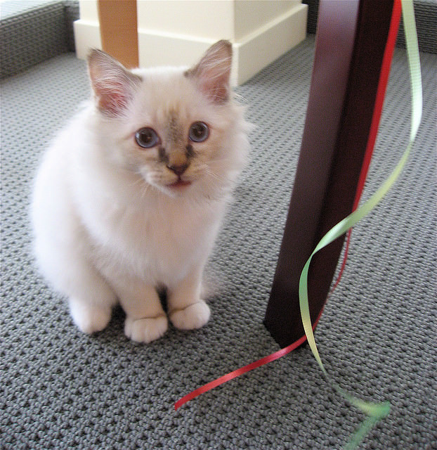 Very Cute White Birman Kitten