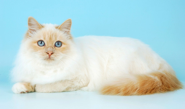 White And Golden Birman Cat