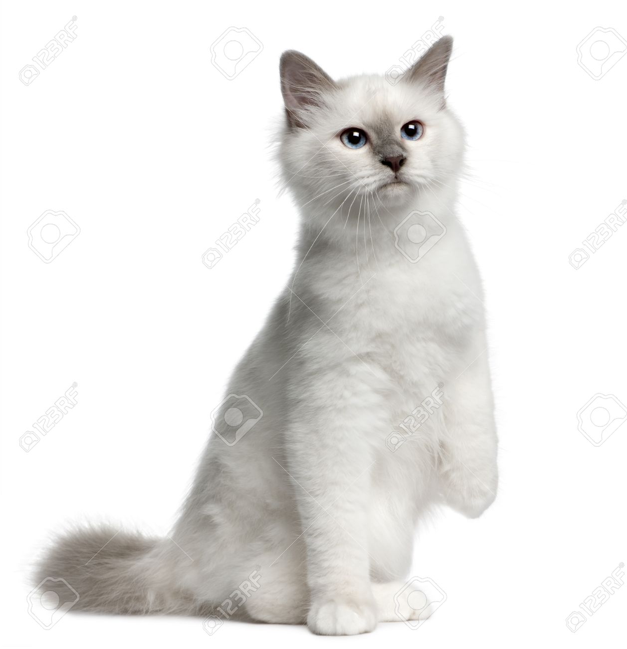 White Beautiful Cat Picture