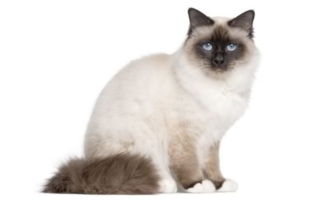 White Birman Cat Beautiful Picture