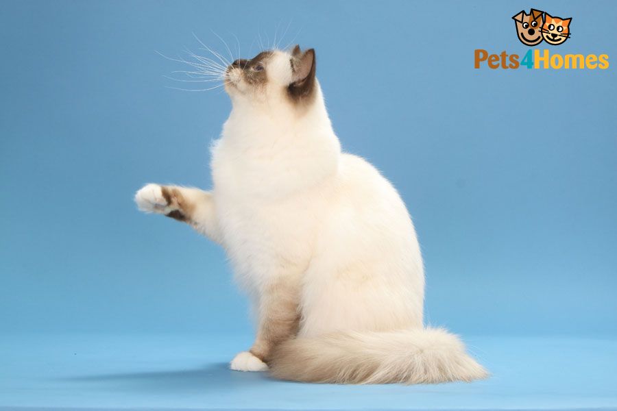 White Birman Cat Breed