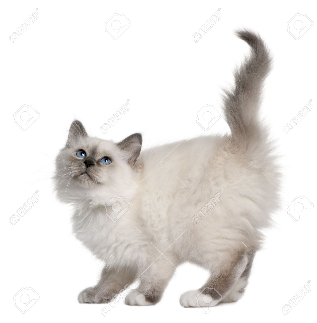 White Birman Cat Image