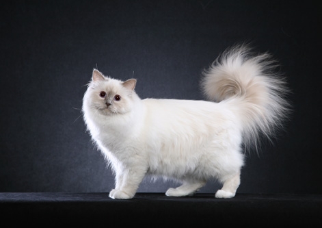 White Birman Cat Photo