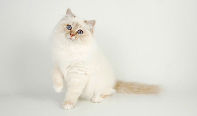 White Birman Cat Picture