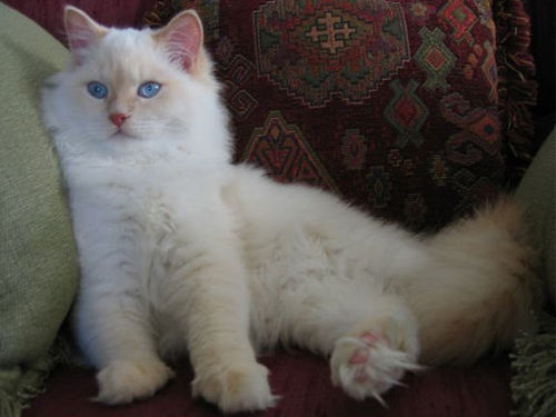 White Birman Cat Sitting On Sofa