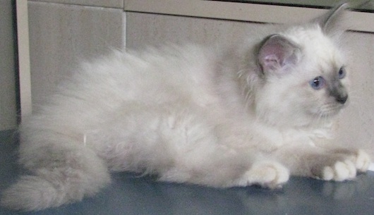 White Birman Hairy Cat