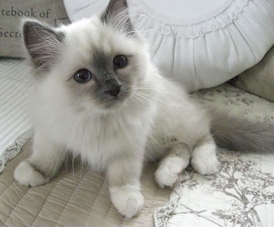 White Birman Kitten Looking Up