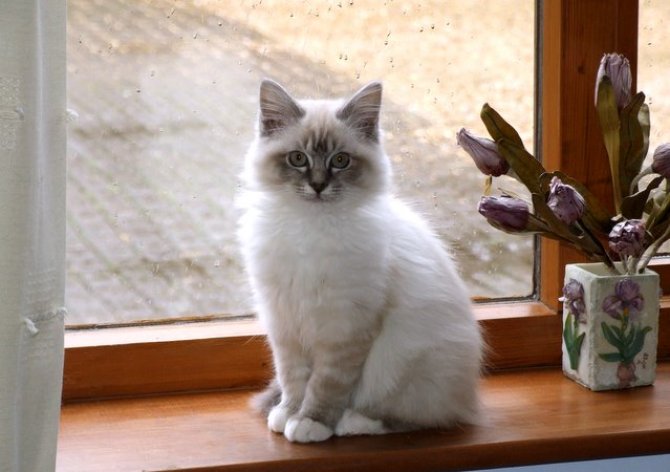 White Birman Kitten Sitting Near Window