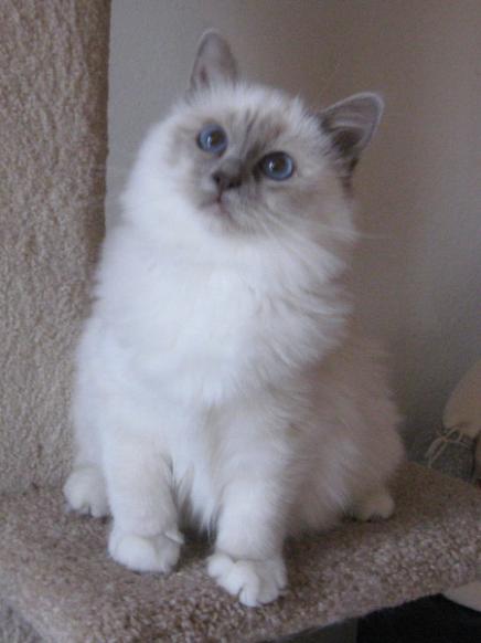 White Birman Kitten