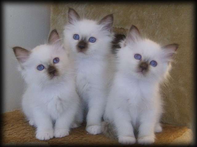 White Birman Kittens Picture