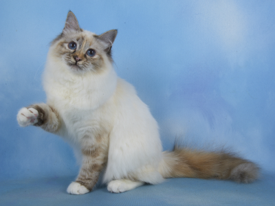 White Birman Photo