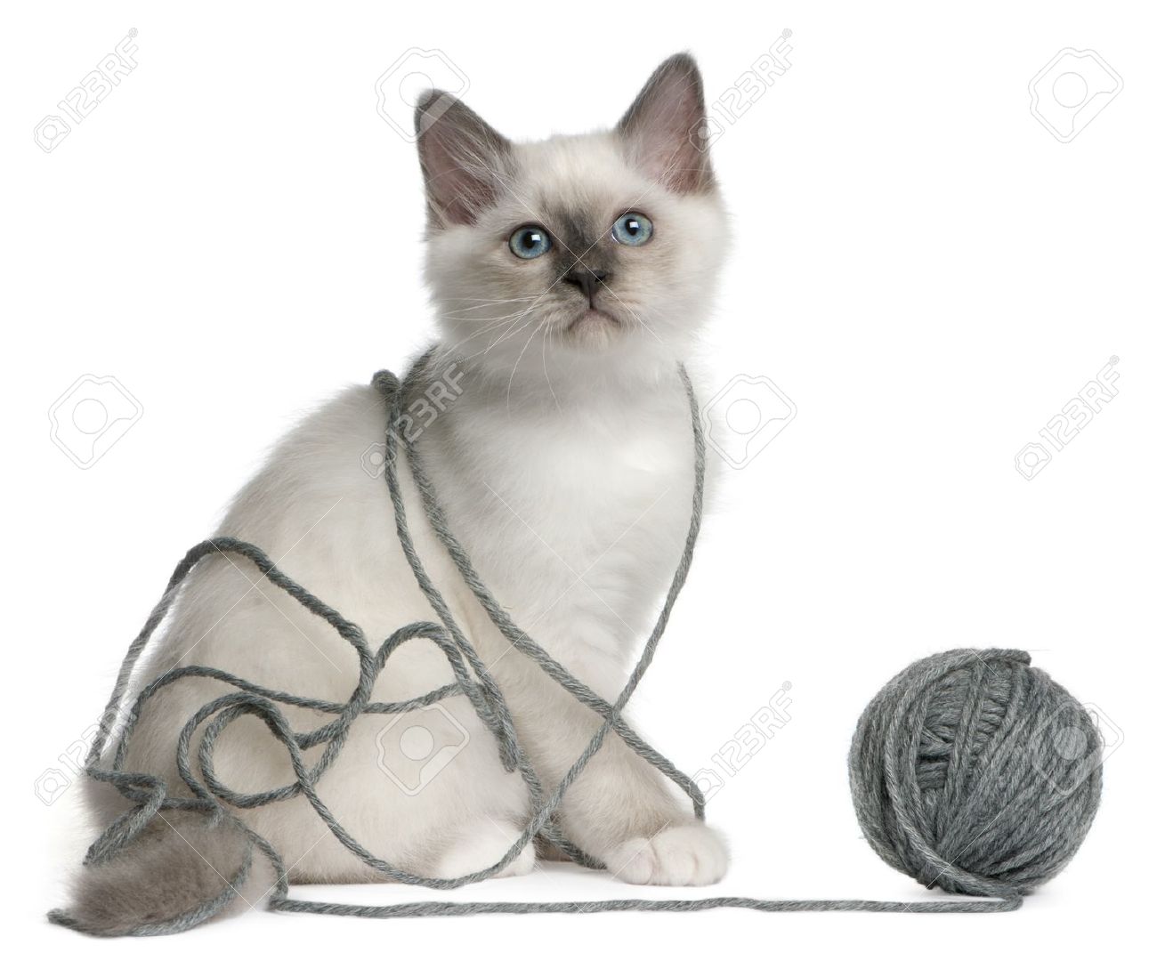 White Birman Playing With Woolen Ball