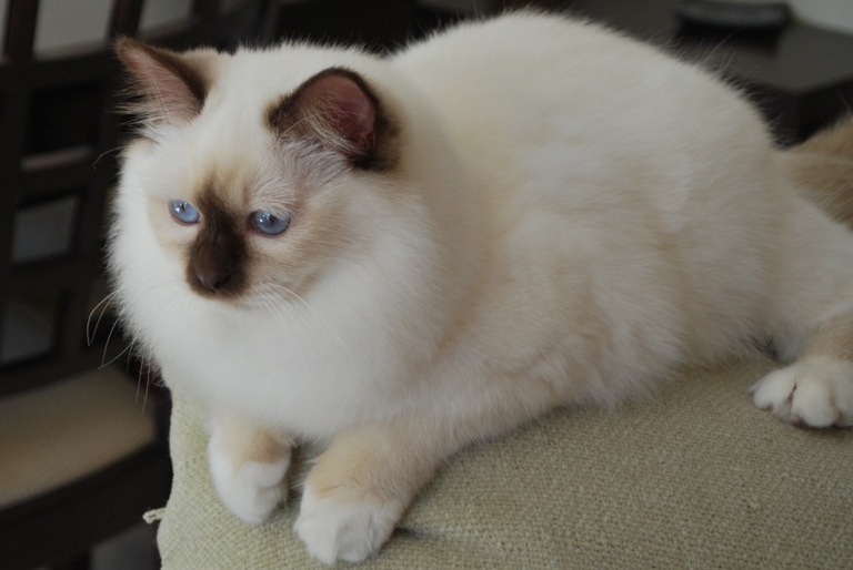 White Birman With Brown Face