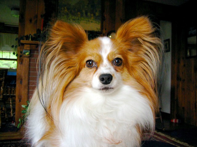 30+ Very Beautiful Brown Papillon Pictures And Photos