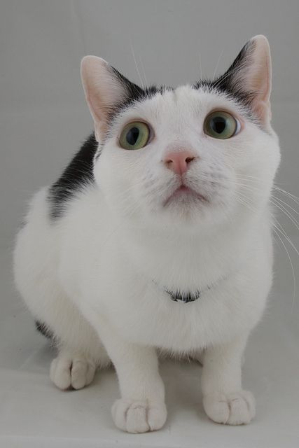 Japanese Bobtail Cat Closeup