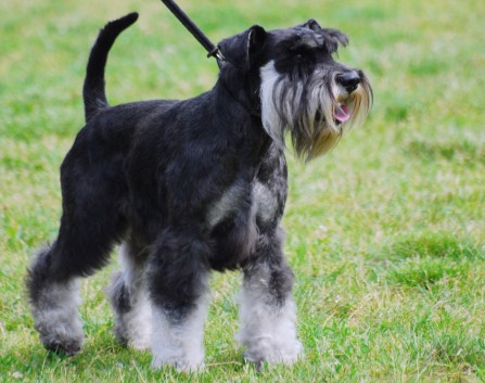 Adult Salt And Pepper Giant Schnauzer Dog Image