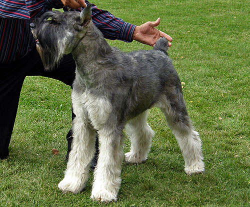 Adult Salt And Pepper Giant Schnauzer Dog