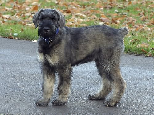 Adult Salt And Pepper Giant Schnauzer