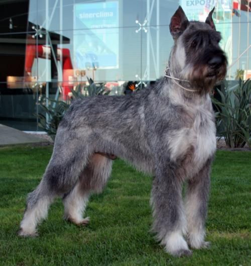 Awesome Salt And Pepper Giant Schnauzer