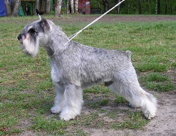 Beautiful Salt And Pepper Giant Schnauzer Dog