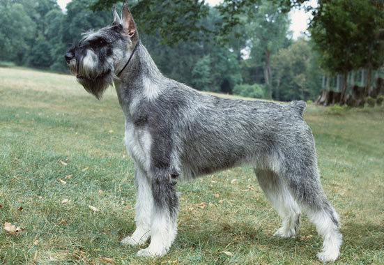 Beautiful Salt And Pepper Giant Schnauzer In Garden