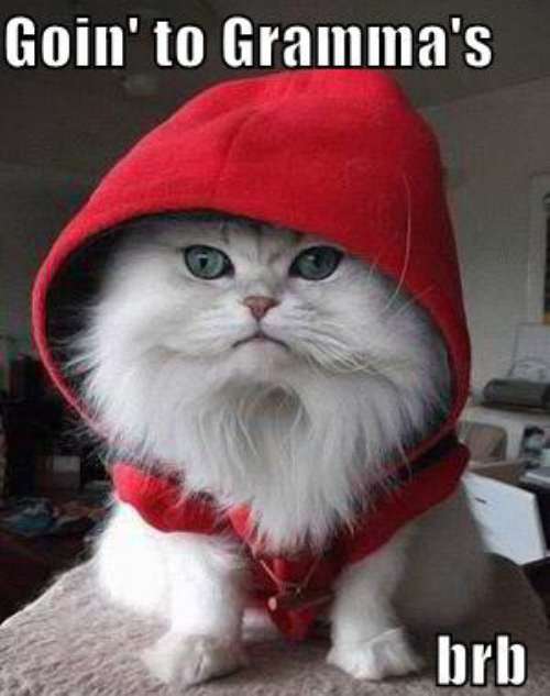 Cat With Red Cap Funny Picture