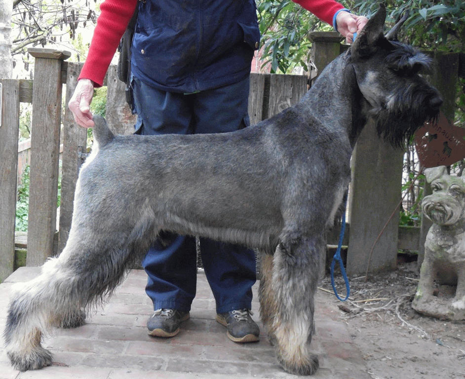 Full Grown Salt And Pepper Giant Schnauzer Dog