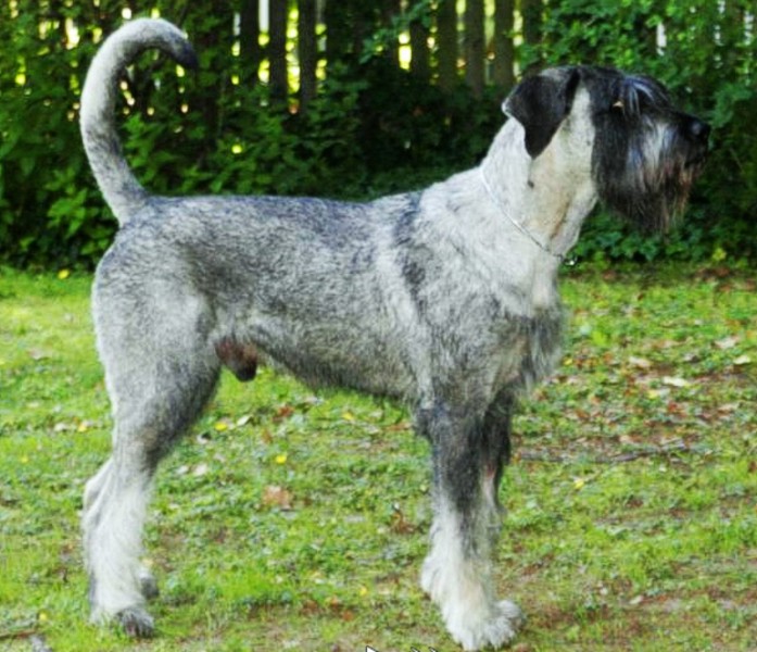 Male Salt And Pepper Giant Schnauzer