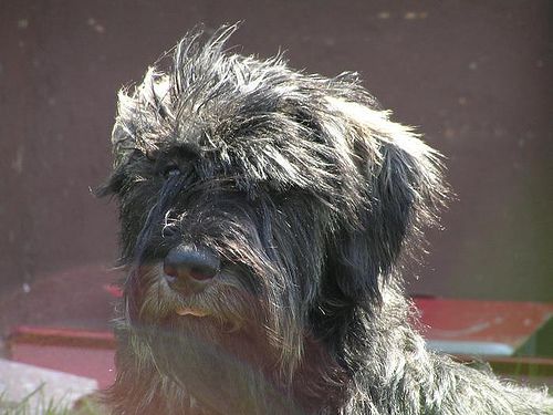 Salt And Pepper Giant Schnauzer Dog Face