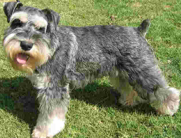 Salt And Pepper Giant Schnauzer Dog Looking At Camera