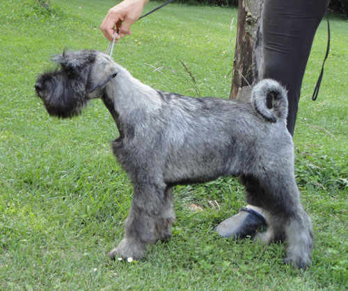 Salt And Pepper Giant Schnauzer Dog On Grass