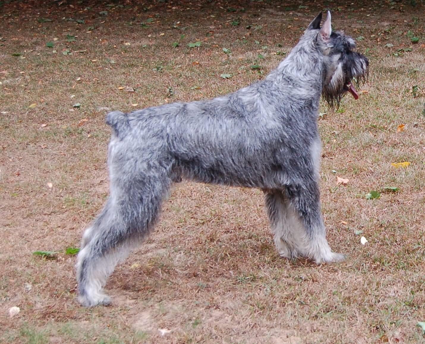 Salt And Pepper Giant Schnauzer Dog Photo