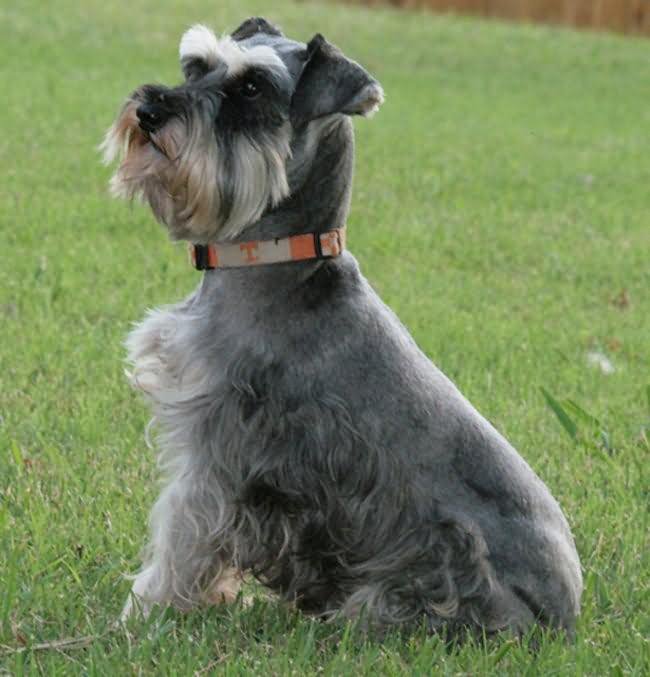 Salt And Pepper Giant Schnauzer Dog Sitting On Grass