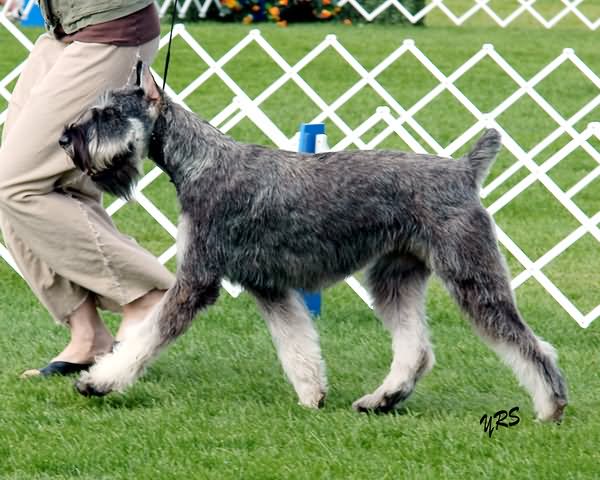 Salt And Pepper Giant Schnauzer Dog Walking On Grass