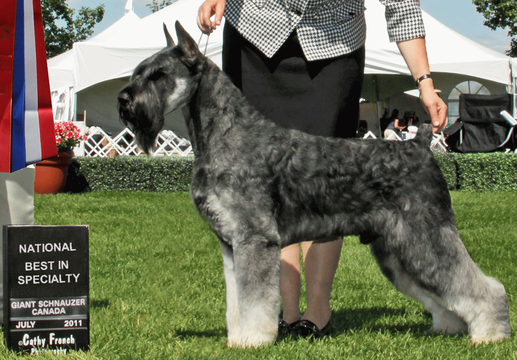 Salt And Pepper Giant Schnauzer Dog