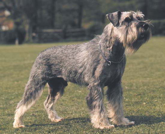 Salt And Pepper Giant Schnauzer On Grass