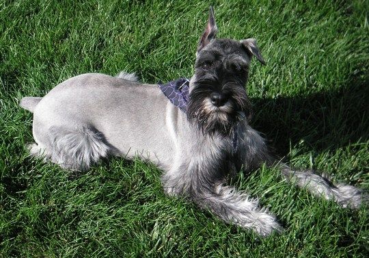 Salt And Pepper Giant Schnauzer Sitting On Grass