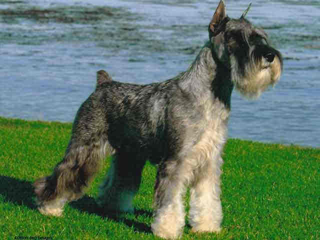 Salt And Pepper Giant Schnauzer