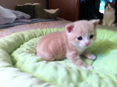 Cute Pink Manx Kitten