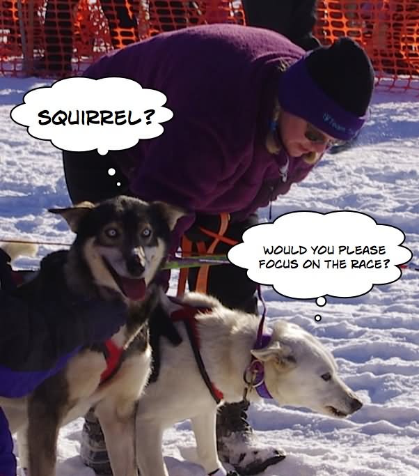 Funny Sled Dogs Image