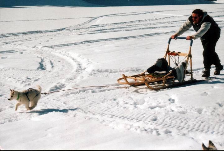 Husky Sledding Funny Image