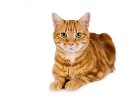 30+ Most Awesome Orange Manx Cat Pictures And Images