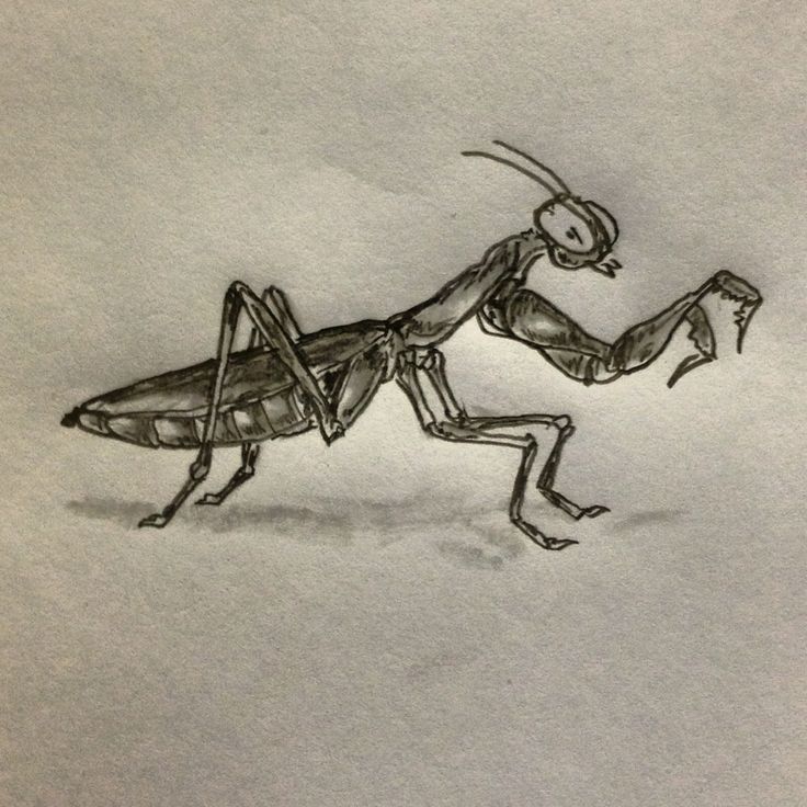 Black And Grey Mantis Tattoo Design