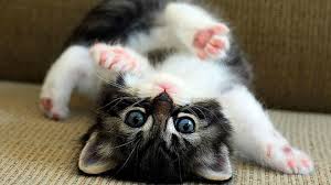 Funny Flexible Kitten Doing Exercise