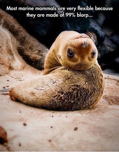 Funny Flexible Marine Mammal Picture