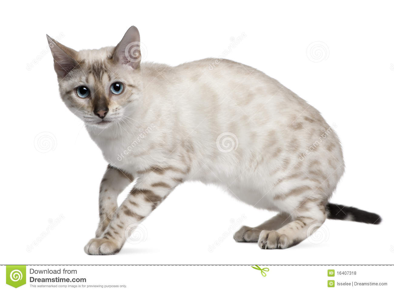 6 Months Old White Bengal Cat