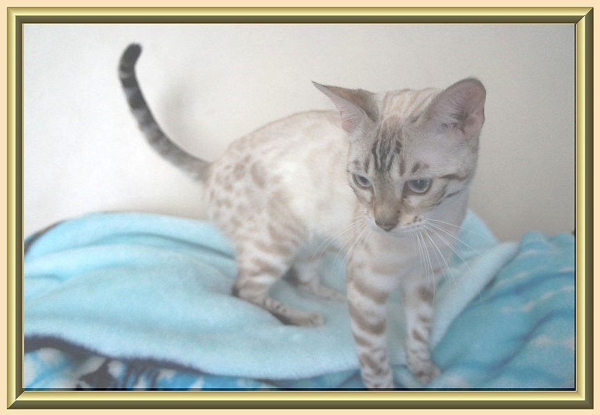 Beautiful White Bengal Kitten On Bed