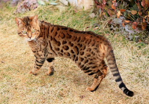 Bengal Cat Outside